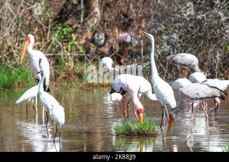 Gelbschnabelstörche oder Steineiben (Mycteria ibis) und ein großer Weißreiher (Ardea alba) im Lake Manyara National Park, Tansania Stockfoto