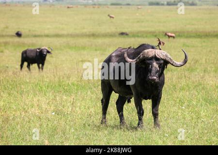 Afrikanische Büffel von Kapbüffel (Syncerus caffer) im Masai Mara National Park, Kenia Stockfoto