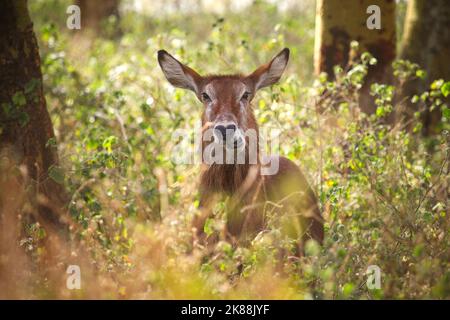 Ostafrikanischer Defassa-Wasserbock (Kobus ellipsiprymnus defassa) im Lake Nakuru National Park, Kenia Stockfoto