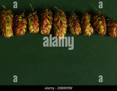 Flach liegend. Stillleben mit getrockneten Hopfenzapfen, humulus lupulus, auf grünem Hintergrund mit Werbungsfläche für Text. Stockfoto