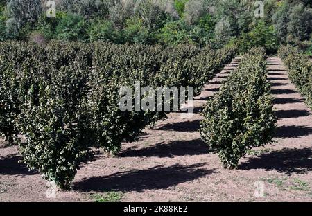 Haselnussbäume, Region Piemont, Sinio, Italien Stockfoto