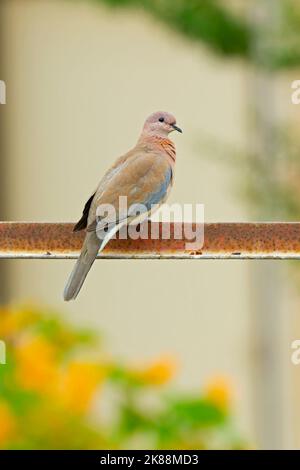 Eine lachende Taube (Spilopelia senegalensis) auf einem rostigen Fench in Kuwait. Stockfoto