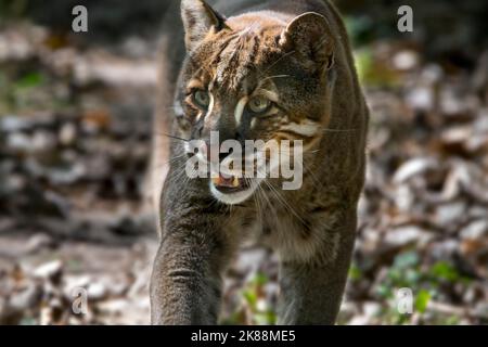 Asiatische Goldkatze / Temminck-Katze / Asiatische Goldkatze (Catopuma temminckii) Jagd im Wald, heimisch in Indien, Südostasien und China Stockfoto