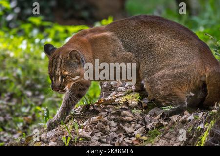 Asiatische Goldkatze / Temminck-Katze / Asiatische Goldkatze (Catopuma temminckii) Jagd im Wald, heimisch in Indien, Südostasien und China Stockfoto