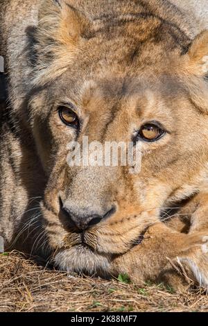 Asiatischer Löwe / Gir Löwe (Panthera leo persica) Nahaufnahme einer ruhenden Löwin / Weibchen, gebürtig aus Indien Stockfoto