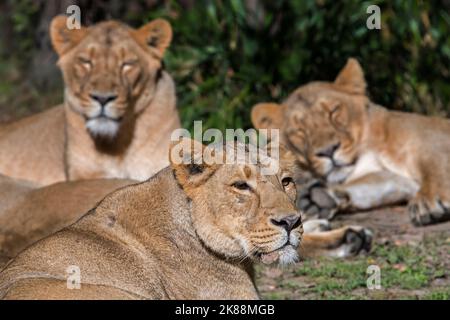 Stolz auf asiatische Löwen / Gir Löwe (Panthera leo persica) mit ruhenden Löwinnen / Weibchen, aus Indien stammend Stockfoto