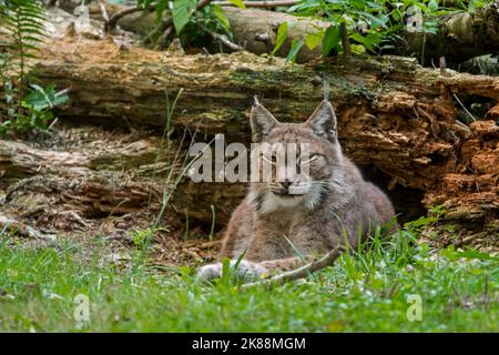 Ostsibirischer Luchs (Lynx Lynx wrangeli / Lynx Lynx cerviaria) im Wald, Unterart des eurasischen Luchses, der im russischen Fernen Osten beheimatet ist Stockfoto