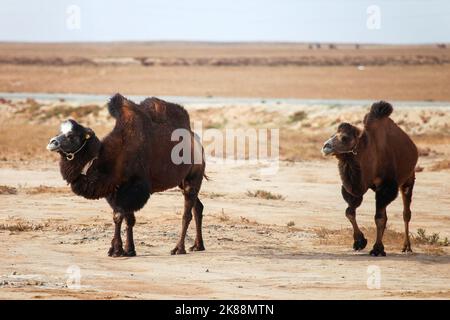 Zwei Kamele in der trockenen Steppe in Kasachstan Stockfoto