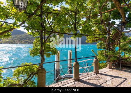 Eine mit Efeu und Pflanzen überdachte Terrasse entlang der Küstenpromenade des Comer Sees im Dorf Bellagio, Italien. Stockfoto