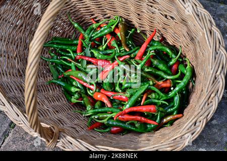 Frische rote und grüne Chilischoten, die im Garten geerntet und im Weidenkorb angebaut werden Stockfoto