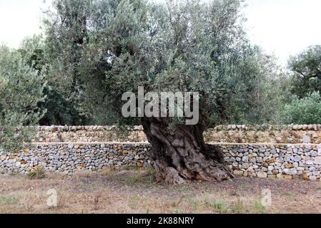 Riesiger Olivenbaum auf Olivenbauernhof, Apulien, Italien Stockfoto