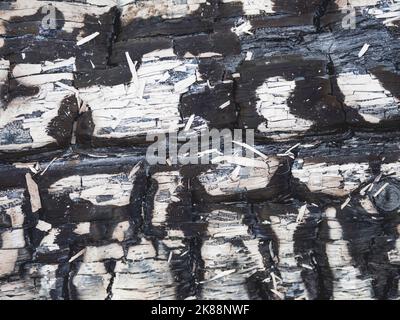 Verbrannte Holzbretter. Textur der weißen Platte nach dem Feuer. Flamme beschädigt Holzhintergrund. Stockfoto