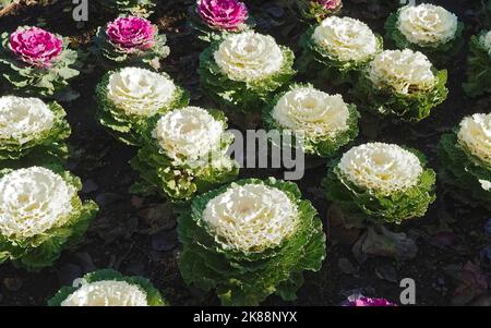 Brassica oleracea blühender Weißkohl Stockfoto