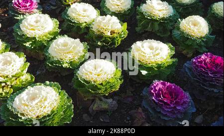 Brassica oleracea blühender Weißkohl Stockfoto