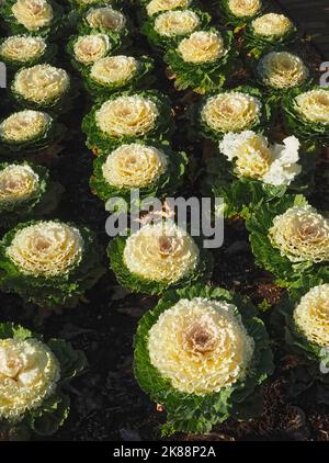 Brassica oleracea blühender Weißkohl Stockfoto