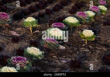 Brassica oleracea blühender Rot- und Weißkohl Stockfoto