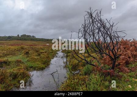 Godshill, Hampshire, Großbritannien, 21.. Oktober 2022, Wetter: Nach Monaten unterdurchschnittlicher Niederschläge stellt eine Phase sintflutartiger Regenfälle am Nachmittag die Landschaft des New Forest wieder in ihren normalen sumpfigen Herbstzustand zurück. Paul Biggins/Alamy Live News Stockfoto