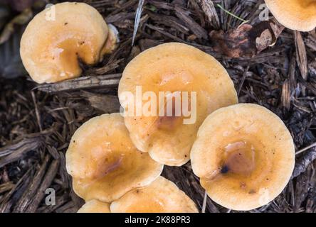 Pilze - Falsche Chanterelle (Hygrophoropsis aurantiaca) Stockfoto