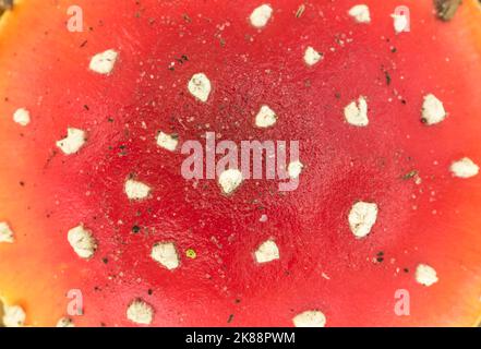 Der klassische Toadhocker, ein Fliegenpilz (Amanita muscaria) Stockfoto