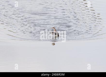 Flügelschlaf-Jungtier (Tachybaptus ruficollis) Stockfoto