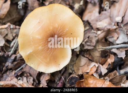 Pilz - Russet Toughshank (Gymnopus dryophilus) Stockfoto