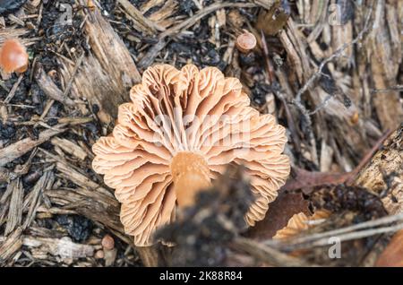 Pilz - sprödes Twiglet (Tubaria furfuracea) Stockfoto