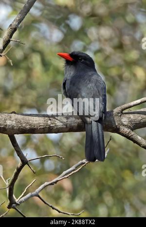 Schwarzstirnnasen (Monasa nigrifrons nigrifrons) Erwachsener auf dem Zweig Pantanal, Brasilien, Juli Stockfoto