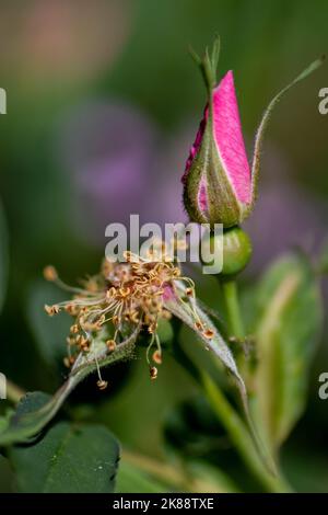 Eine vertikale Aufnahme einer rosa Rosenblüte und einer welken Blume in einem Garten Stockfoto