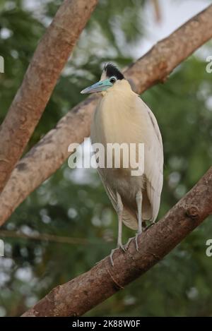 Kappreiher (Pilherodius pileatus) im Baum sitzend Chapada, Mato Grosso, Brasilien, Juli Stockfoto