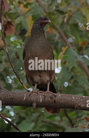 Chaco Chachalaca (Ortalis canicollis pantanalensis) Erwachsener, stehend auf dem Zweig Pantanal, Brasilien. Juli Stockfoto