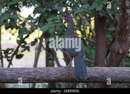 Chaco Chachalaca (Ortalis canicollis pantanalensis) Erwachsener steht auf Zaunschiene. Pantanal, Brasilien. Juli Stockfoto