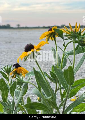 Eine vertikale Aufnahme von schwarzen Augen susans in der Nähe des Wassers in NYC, USA Stockfoto