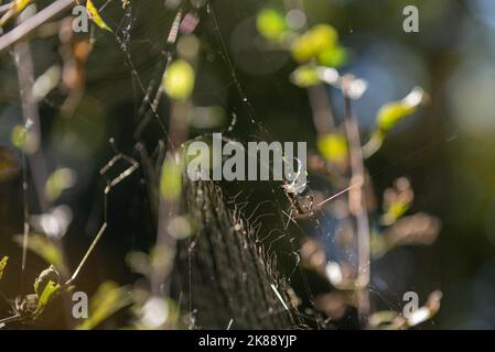 Die große Joro Spider sitzt auf ihrem Netz, während sie die Beute, die sie gefangen genommen hat, inspiziert. Stockfoto