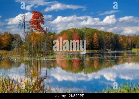 Der Bundesstaat New York im Herbst im Schuyler County spiegelt sich in den Bäumen und Laubbbäumen eines Sees in der Region Finger Lakes wider Stockfoto