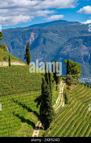 Landschaft im Etschtal, in Südtirol, oberhalb des Dorfes Tramin, dominieren Weinberge die Berghänge, Heimat des Gewürztraminer Graps Stockfoto