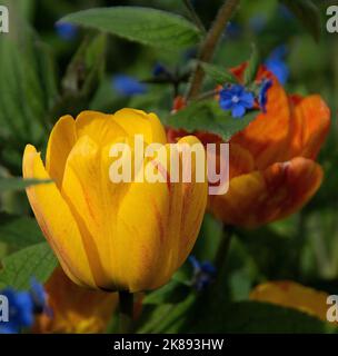 Orange und gelb geflammte „Triumph“-Tulpen mit blauem Borretsch Stockfoto