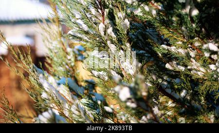 Winter, frostig, verschneit, sonniger Tag. Nahaufnahme, ewig grüne Thujasträucher, auf einem Blumenbeet im Garten versteckt unter einer dicken Schneeschicht. Hochwertige Fotos Stockfoto