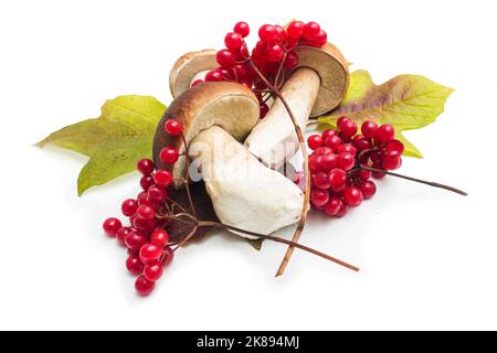 Zwei Steinpilze und Viburnum-Beeren auf Herbstblättern auf weißem Grund Stockfoto