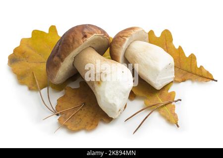 Zwei Zeps Pilze auf herbstlichen Eichenblättern. Isoliert auf weißem Hintergrund Stockfoto