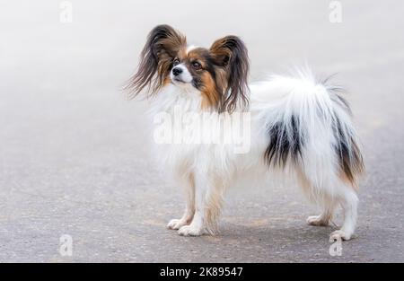 Continental Toy Spaniel. Pedigree Papillon Hund. Sommertag. Sportveranstaltung, Leistung im Sport. Stockfoto