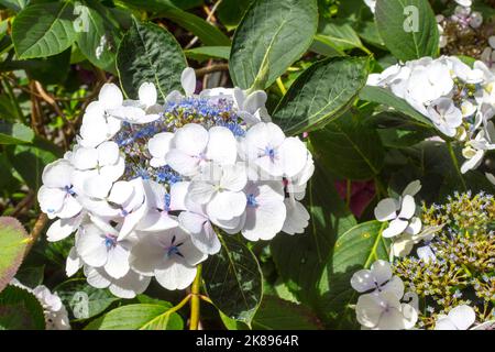Helle weiße Blume einer Hortensien. Die fruchtbare Blume ist blau gefärbt, die Blütenblätter sind weiß. Teilfruchtung ist bereits sichtbar. Der Hintergrund ist Stockfoto