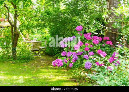 Ein kleiner malerischer überwucherter Garten in Hamburg. Im Hintergrund lädt ein Holztisch mit Stühlen zum Verweilen ein. Vorne ist ein großes rosa und lila Stockfoto