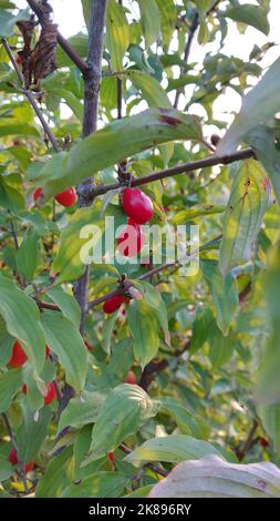 Reife Dogwood-Beeren auf einem Busch. Hochwertige Fotos Stockfoto