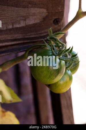 Grüne und unreife Tomaten hängen am Busch. Große Früchte von unreifem Gemüse. In der Gewächshaus-Gemüseplantage mit Tomaten und Gurken Stockfoto