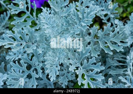 Durchbrochene Blätter der Cineraria maritime, silberne Zierpflanze, graugrüne Blätter, weiße Blätter der Pflanze, krautige Nahaufnahme, Rosette von CI Stockfoto