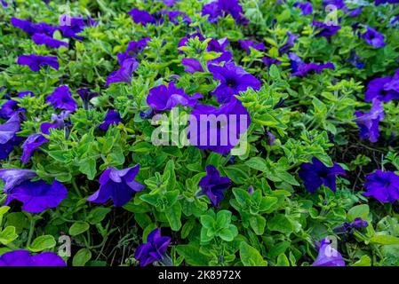 Morning Glory ist eine wunderschöne violette Blume. Die knallbunten trompetenförmigen Blüten haben einen leichten Duft und sind bei Schmetterlingen und h beliebt Stockfoto