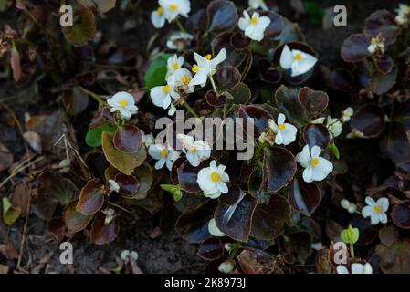 Muster der schönen natürlichen roten und rosa Begonia Blumen Textur voller Blüte im Blumengarten für Hintergrund und Tapete Stockfoto