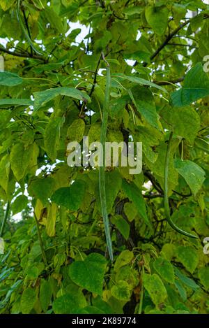 Birkenzweige mit den jungen grünen Blättern hängen isoliert auf Weiß. Natürlicher Birkenhintergrund oben auf dem Bild. Stockfoto