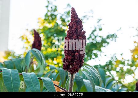 Schöner Blumenkamm oder Celosia cristata mit grünen Blättern, die im Garten blühen. Schöne Bilder von burgunderroten Blumen Stockfoto