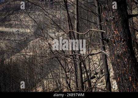 Auswirkungen des Feuers, Flusspark, El Pont de Vilomara, Katalonien, Spanien Stockfoto